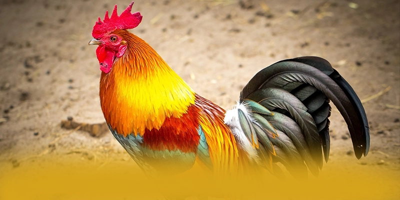 Hệ thống thanh toán nhanh chóng và an toàn tại BET168