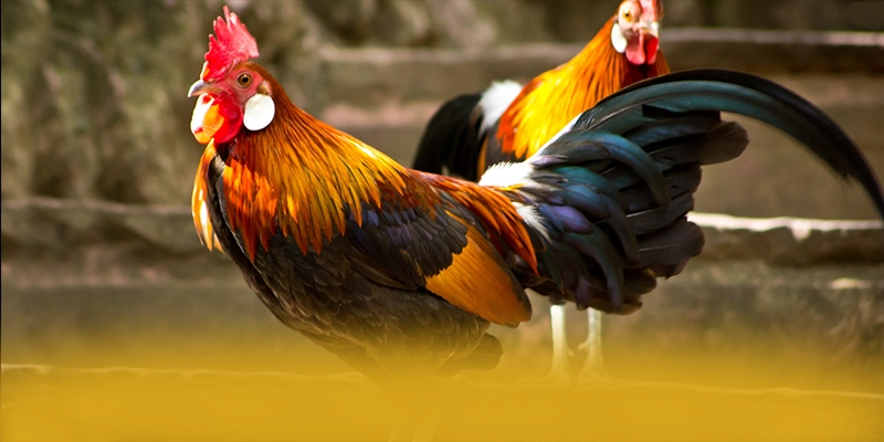Hệ thống chăm sóc khách hàng tại SUNWIN